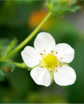 草莓花精華