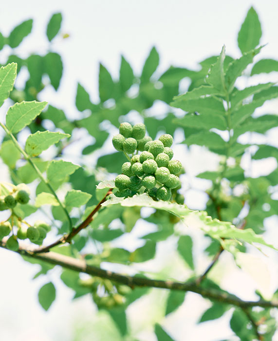 飛驒山椒種子精華