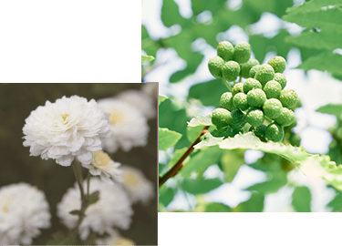 漢方の知恵と最先端の皮膚科学