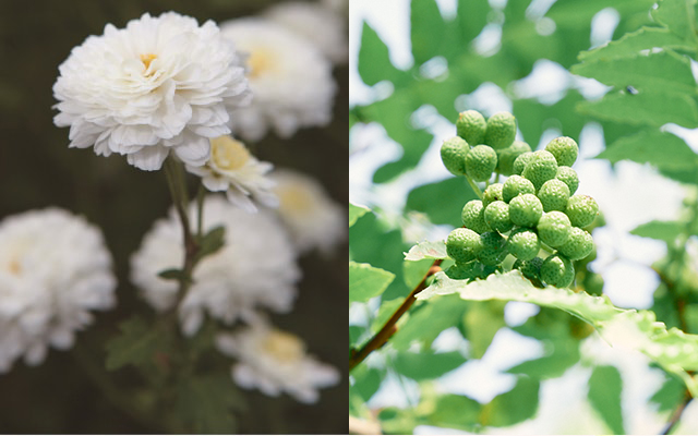 漢方の知恵と最先端の皮膚科学