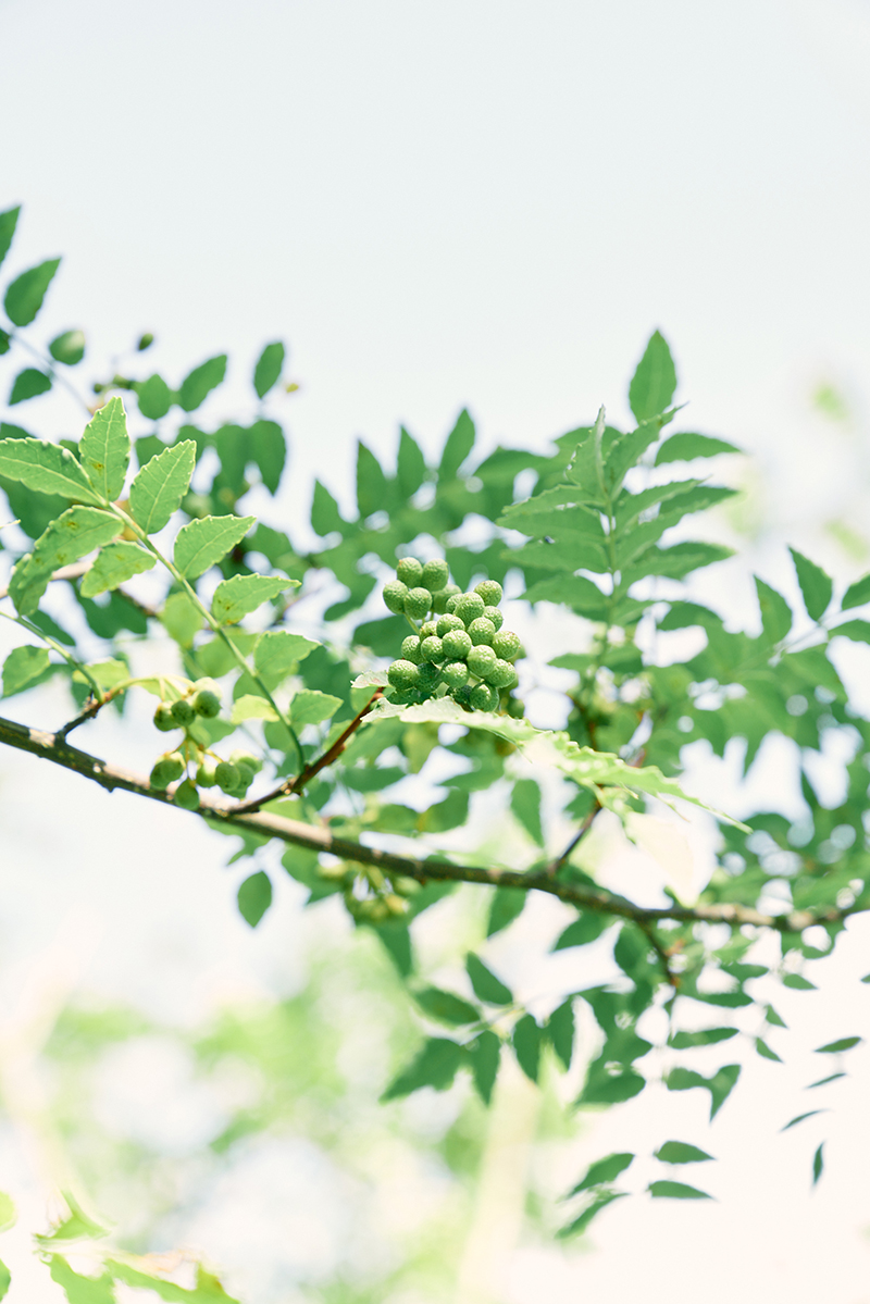 飛驒山椒種子